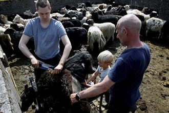 Men shearing sheep