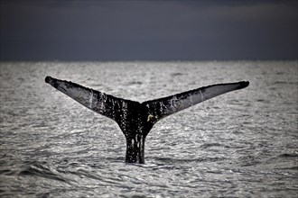Whale-watching tour