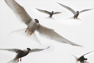 Arctic terns