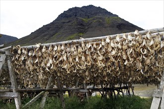 Wooden rack with fish heads