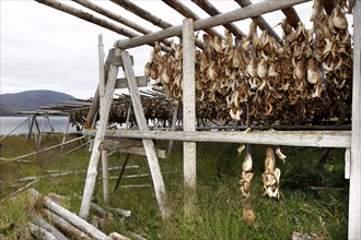 Wooden rack with fish heads