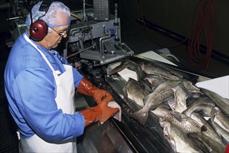 Man at fish processing