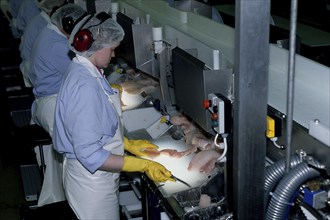 Woman processing fish