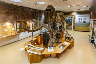Mammoth in the Museum of History and Culture of The People of The North