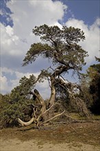 Pine tree in the nature reserve Westruper Heide