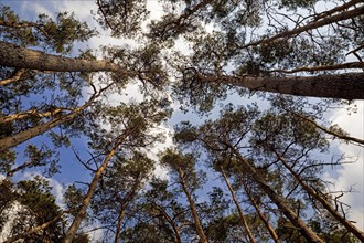 View into the crowns of the pines in the nature reserve Westruper Heide
