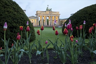 Illuminated Brandenburg Gate with tulips and Pariser Platz in the early morning