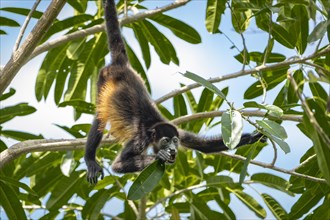 Young howler monkey