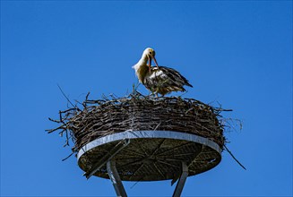 White stork (Ciconia ciconia) in a stork nest in the 'stork village' Wahrenberg