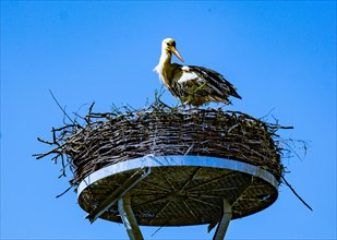 White stork (Ciconia ciconia) in a stork nest in the 'stork village' Wahrenberg