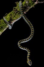 Mangrove Cat snake (Boiga dendrophila divergens) Philippines