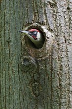 European green woodpecker (Picus viridis) male looking out of breeding cavity