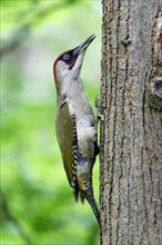 European green woodpecker (Picus viridis) male
