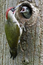 European green woodpecker (Picus viridis) male feeding young bird