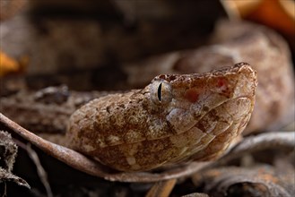 Sri Lankan hump-nosed viper (Hypnale nepa) Nepal