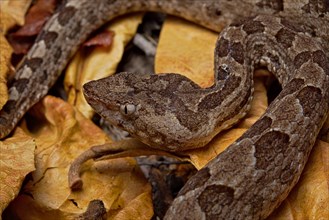 Sri Lankan hump-nosed viper (Hypnale nepa) Nepal