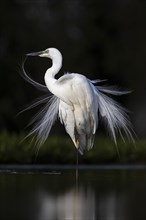 Great egret (Ardea alba) in splendid plumage