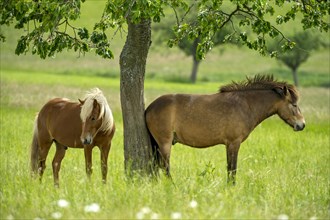 Horses