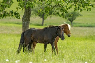 Horses