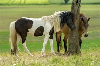 Horses