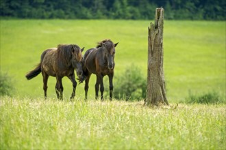 Horses