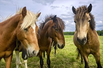 Horses