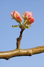 Close up of apple tree flower buds against blue sky