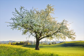 Blossoming pear tree in spring backlight on the Hirzel