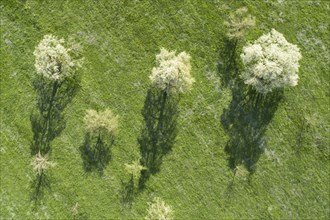 Blooming pear trees in spring in green meadow from bird's eye view