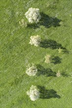 Blooming pear trees in spring in green meadow from bird's eye view