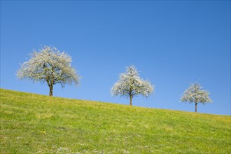 Blossoming pear trees in spring in flowering meadow