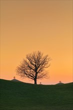 Silhouettes of oaks in drumlin landscape at Hirzelpass at sunset with Sahara dust in the atmosphere
