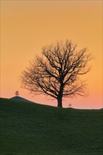 Silhouettes of oaks in drumlin landscape at Hirzelpass at sunset with Sahara dust in the atmosphere