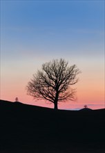 Silhouettes of oaks in drumlin landscape at Hirzelpass at sunset in spring Zurich