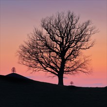 Silhouettes of oaks in drumlin landscape at Hirzelpass at sunset in spring Zurich