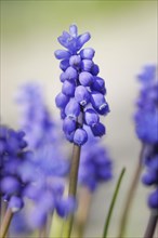Close up of blue grape hyacinths