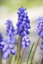 Close up of blue grape hyacinths