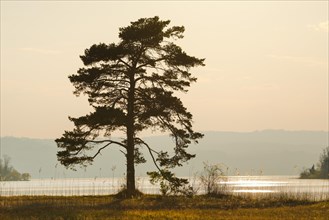 Large pine tree in the backlight at the lake of Zurich near Hurden in the canton Schwyz