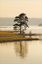 Large pine tree in the backlight at the lake of Zurich near Hurden in the canton Schwyz