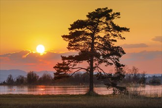 Large pine tree in the backlight at the lake of Zurich near Hurden in the canton Schwyz