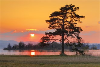 Large pine tree in the backlight at the lake of Zurich near Hurden in the canton Schwyz