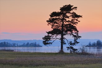 Large pine tree in the backlight at the lake of Zurich near Hurden in the canton Schwyz