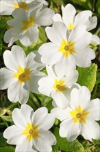 Close up of white primroses in spring