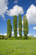 Four large poplars in green meadow under cloudy sky in sunshine