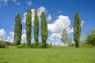Five large poplars in green meadow under cloudy sky in sunshine