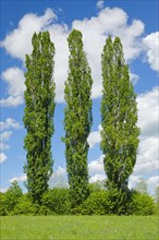 Three large poplars in green meadow under cloudy sky in sunshine