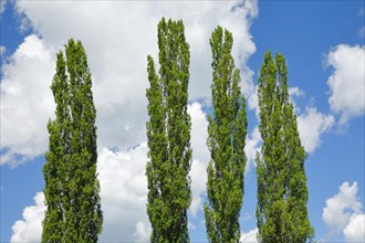 Tree tops of four large poplars in front of blue white cloudy sky in sunshine