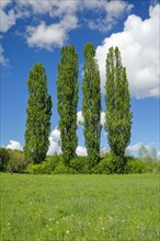 Four large poplars in green meadow under cloudy sky in sunshine
