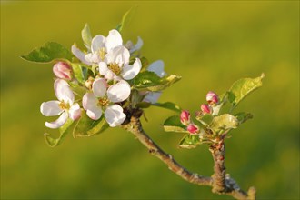 Close up of apple tree blossoms and buds in evening light