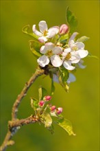 Close up of apple tree blossoms and buds in evening light